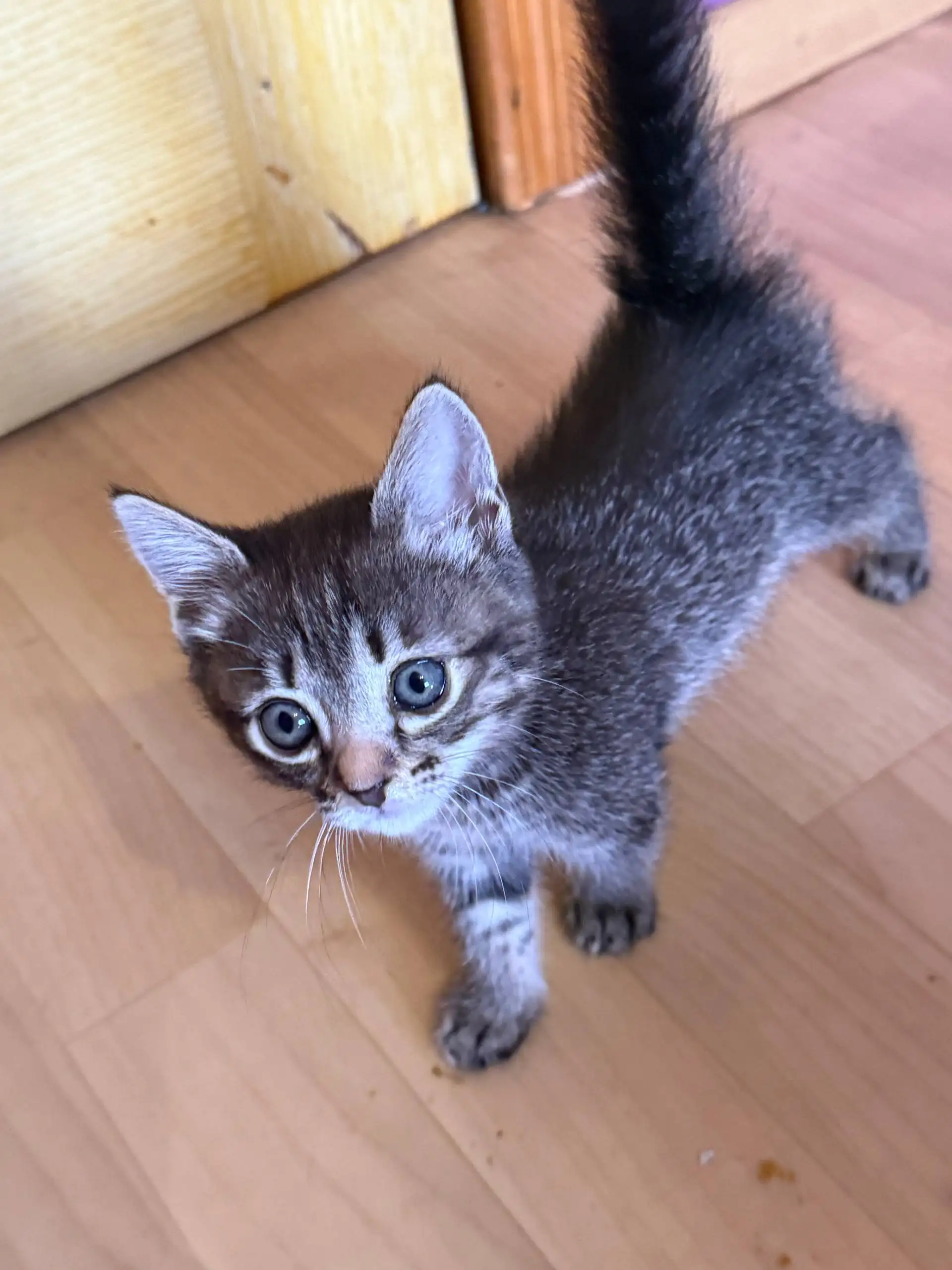 Котята ищут дом - Кошки (Животные) в Симферополь