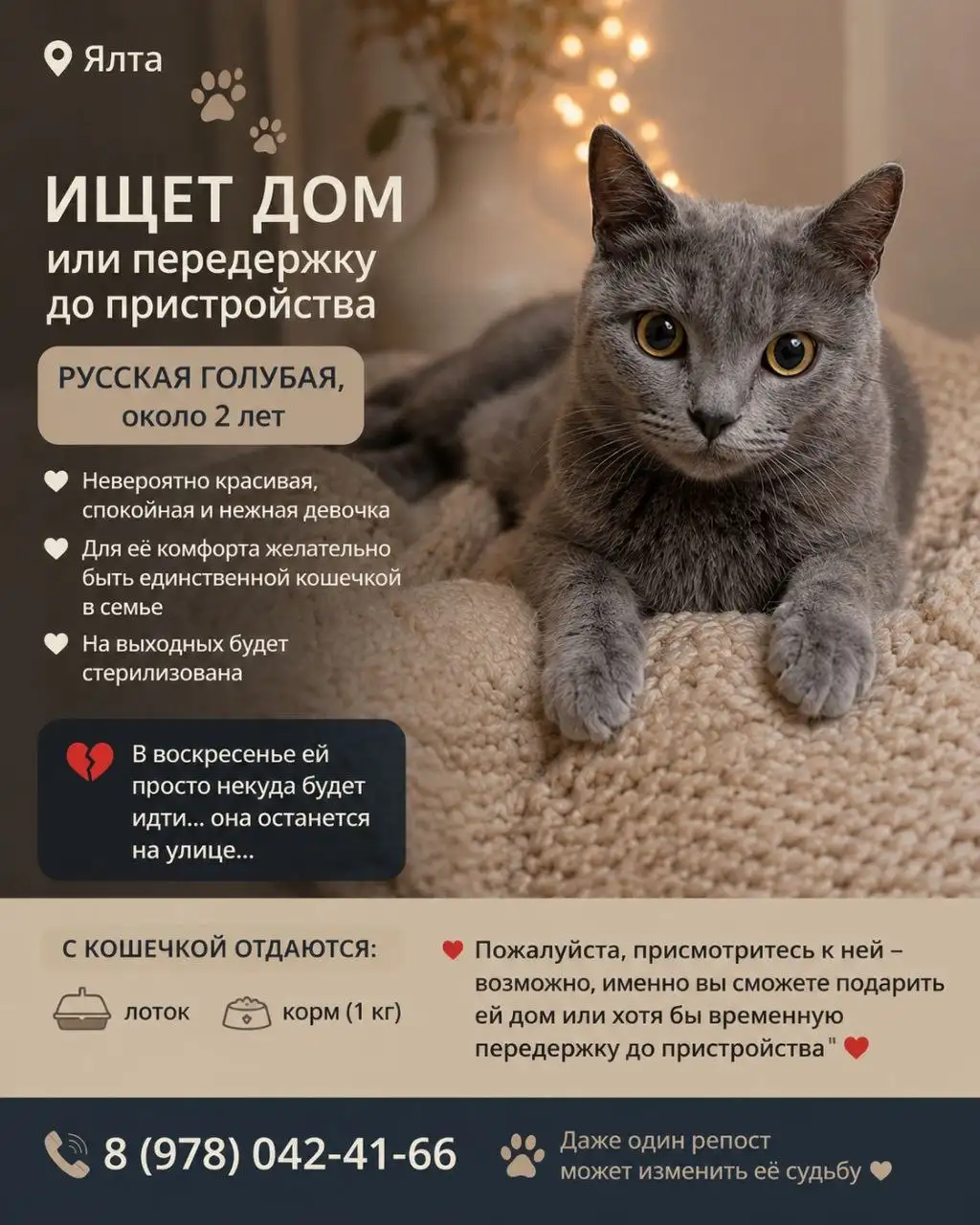 Русская голубая кошка ищет дом - Кошки (Животные) в Ялта