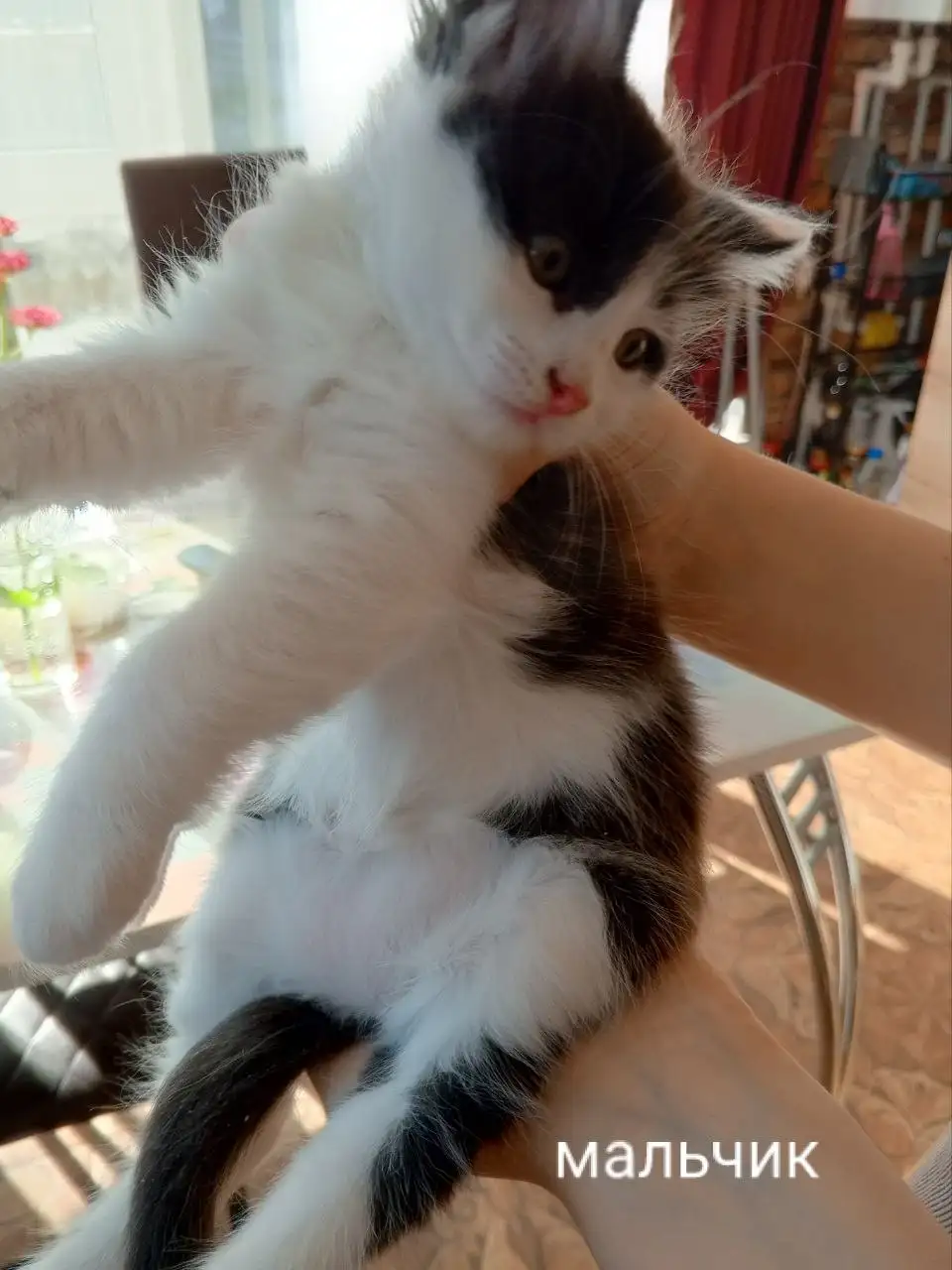 Отдам в добрые руки котят - Кошки (Животные) в Симферополь