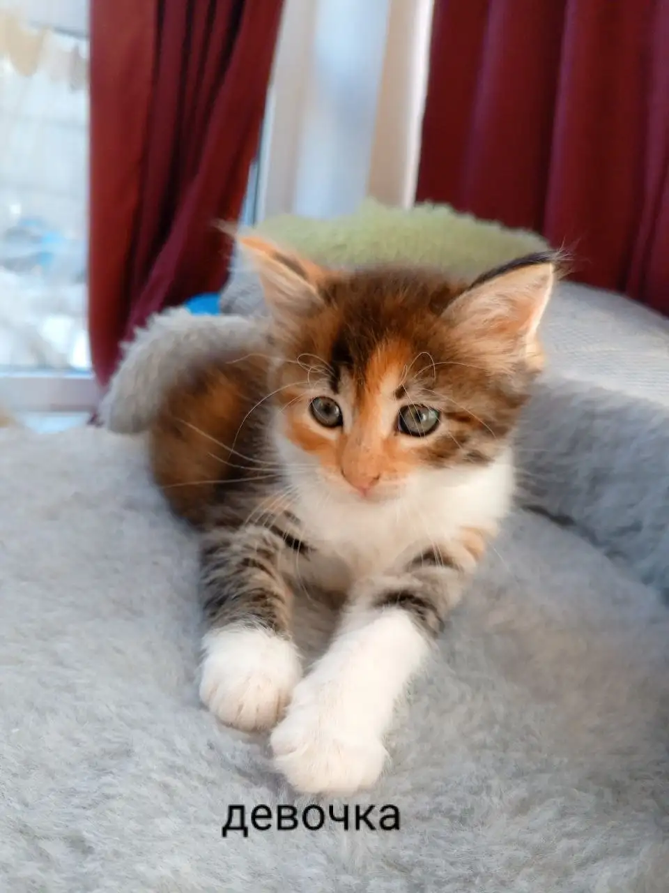 Отдам в добрые руки котят - Кошки (Животные) в Симферополь