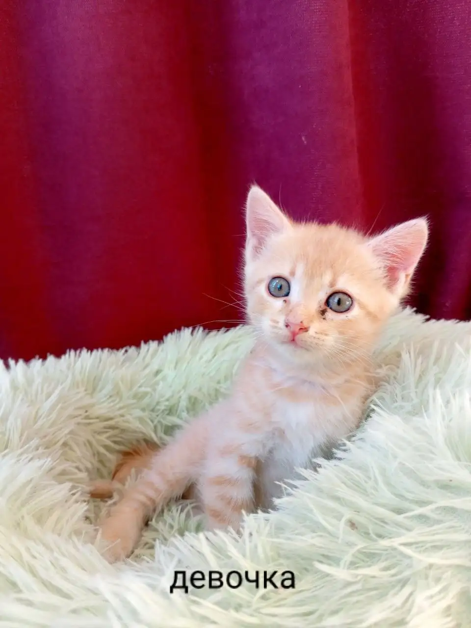 Отдам в добрые руки котят - Кошки (Животные) в Симферополь