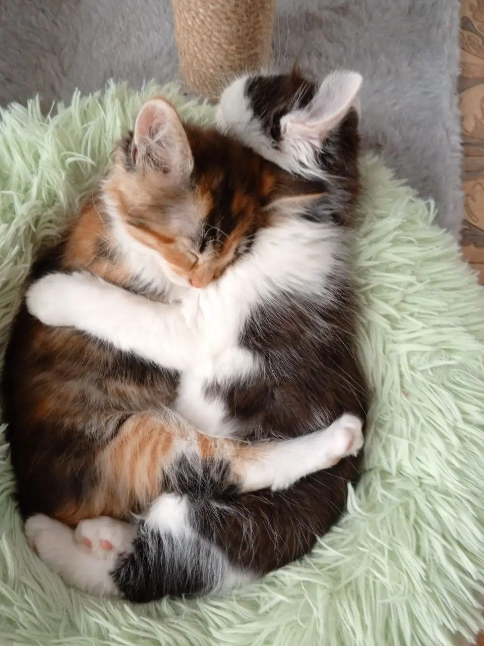 Отдам в добрые руки котят - Кошки (Животные) в Симферополь