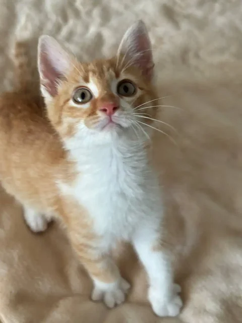 Котëнок ищет дом - Потерявшиеся животные в Симферополь