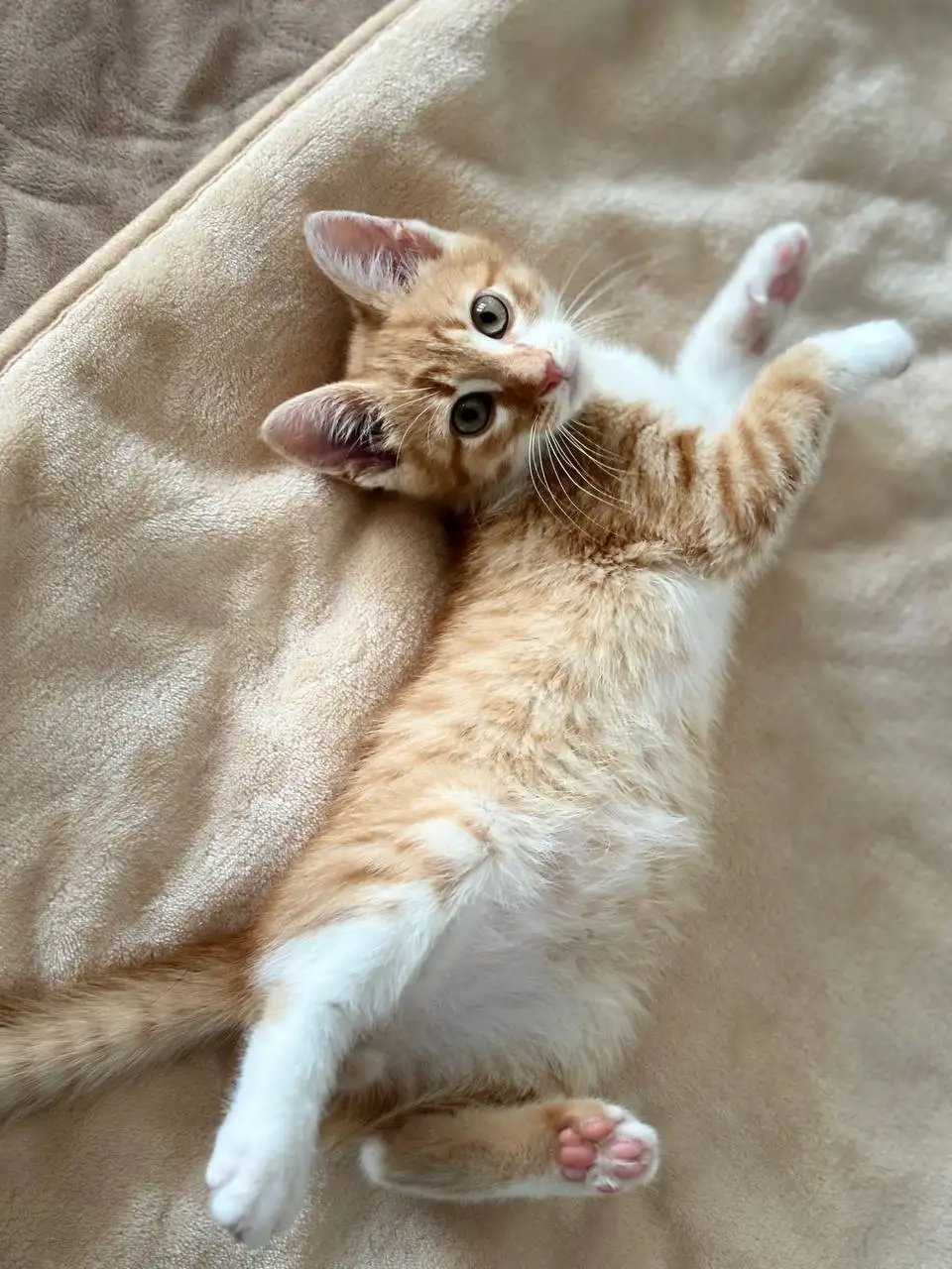 Котëнок ищет дом - Кошки (Животные) в Симферополь