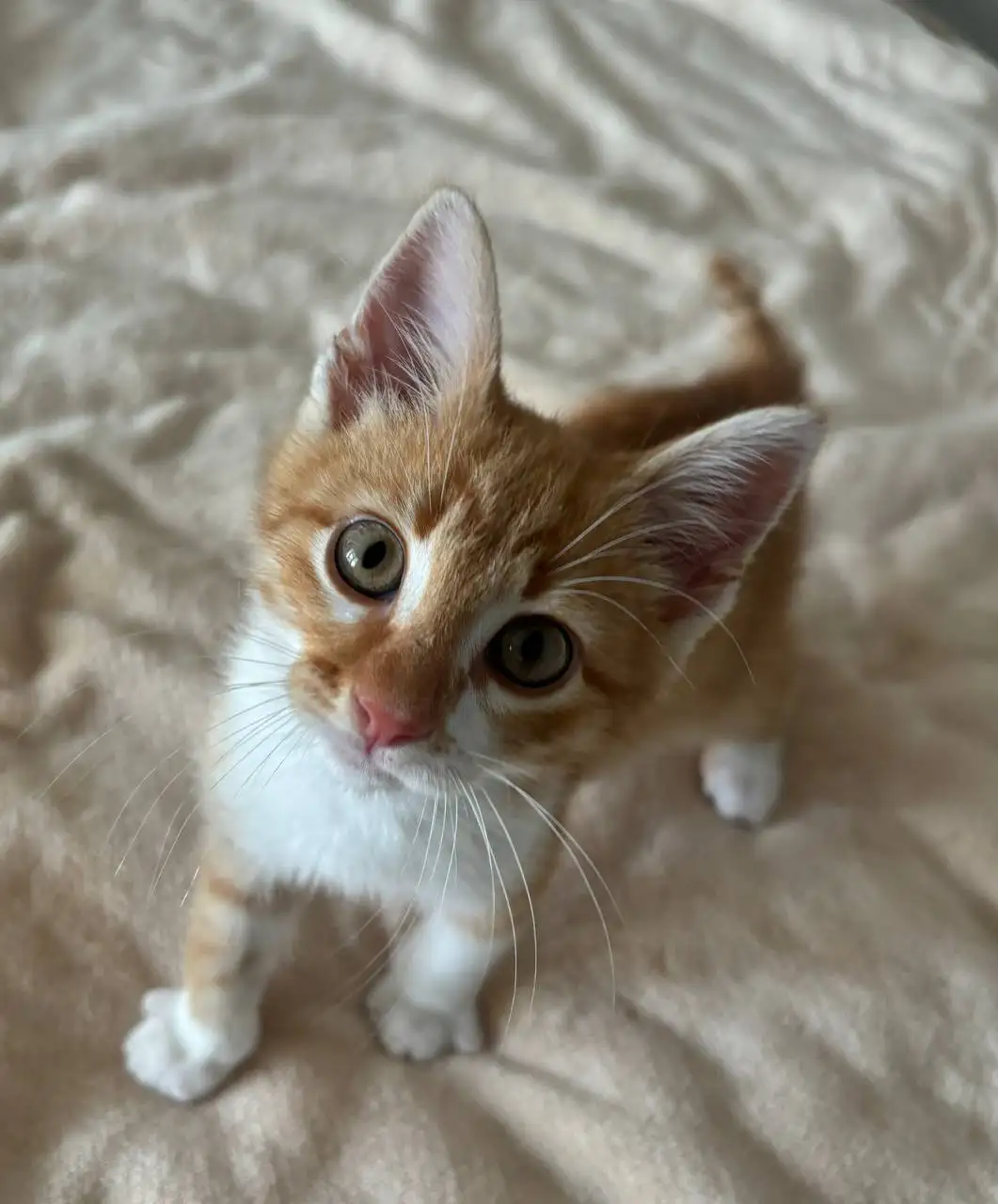 Котëнок ищет дом - Кошки (Животные) в Симферополь
