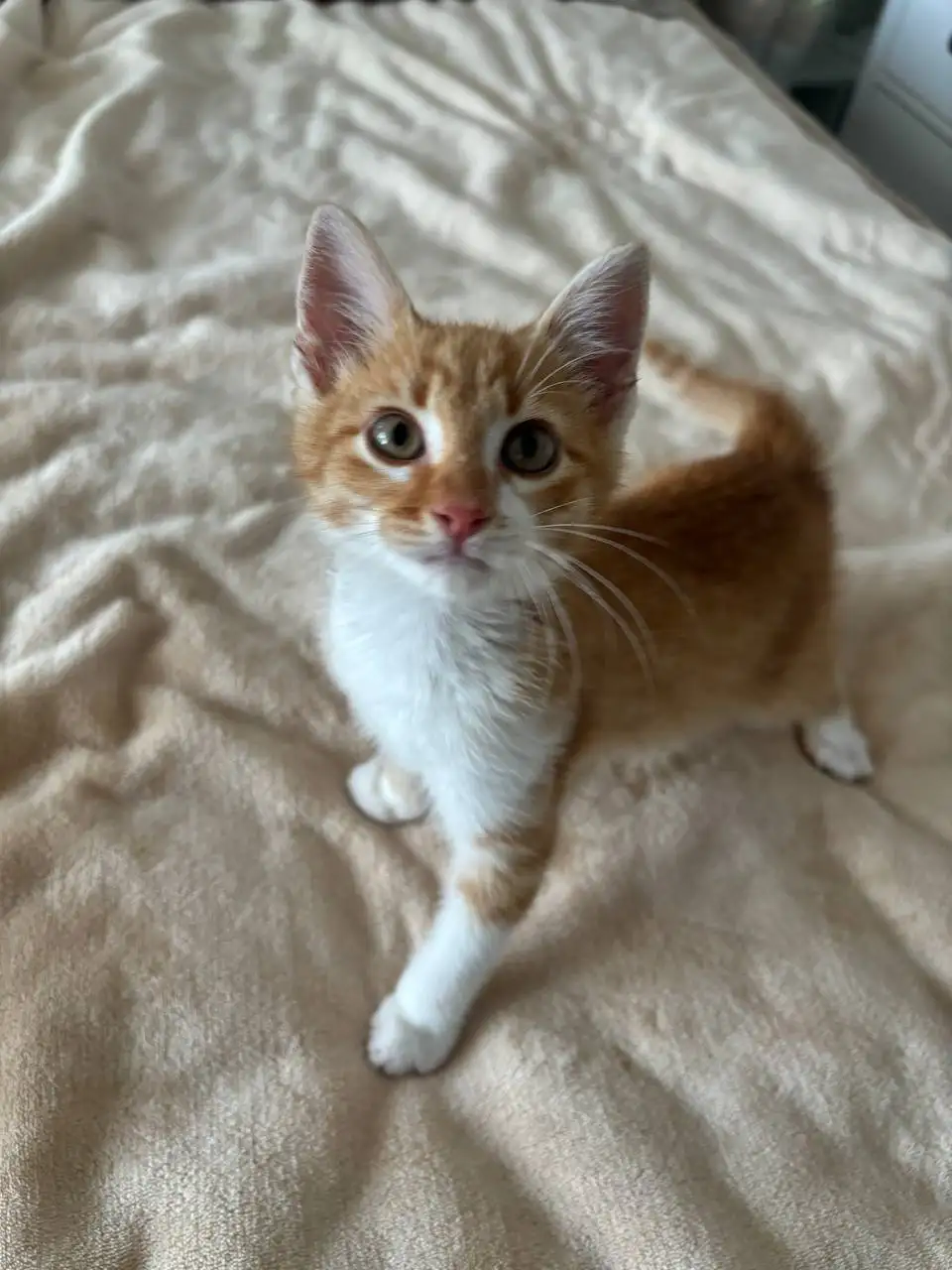 Котëнок ищет дом - Кошки (Животные) в Симферополь