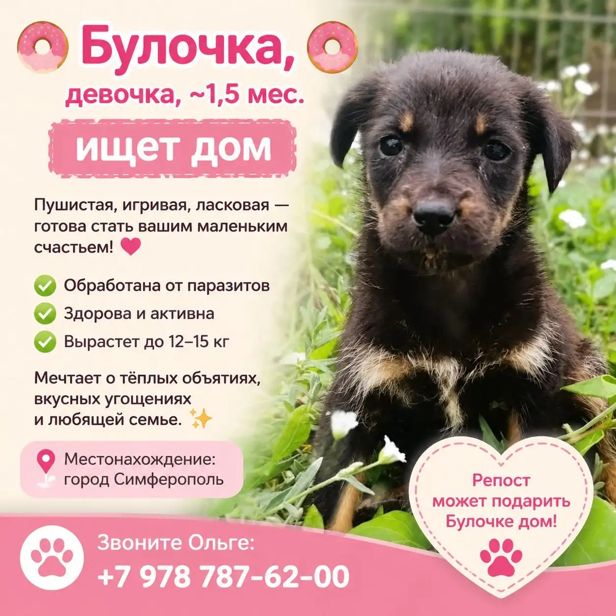 Возьмите котят в добрые руки - Котята (Животные) в Симферополь