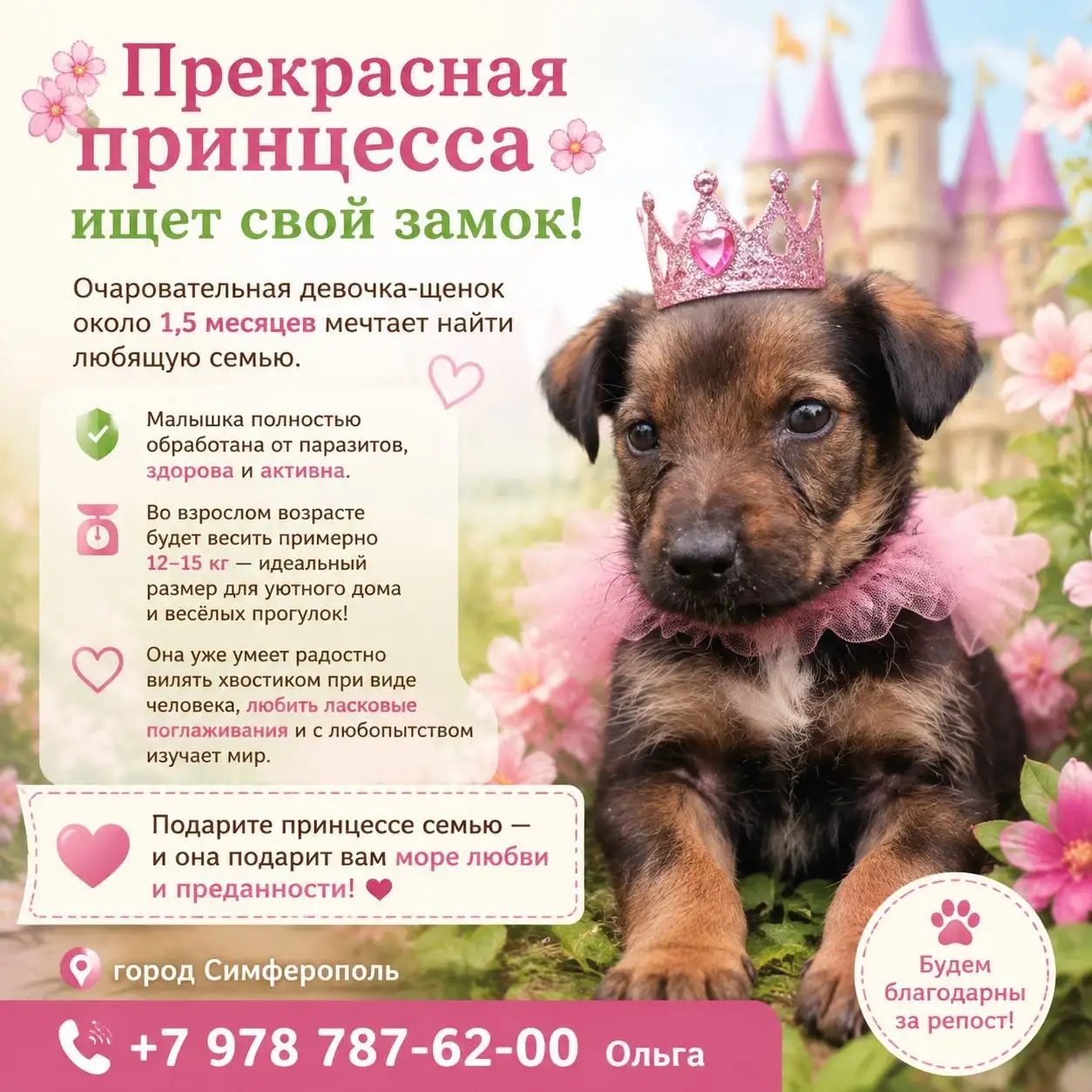Возьмите котят в добрые руки - Котята (Животные) в Симферополь
