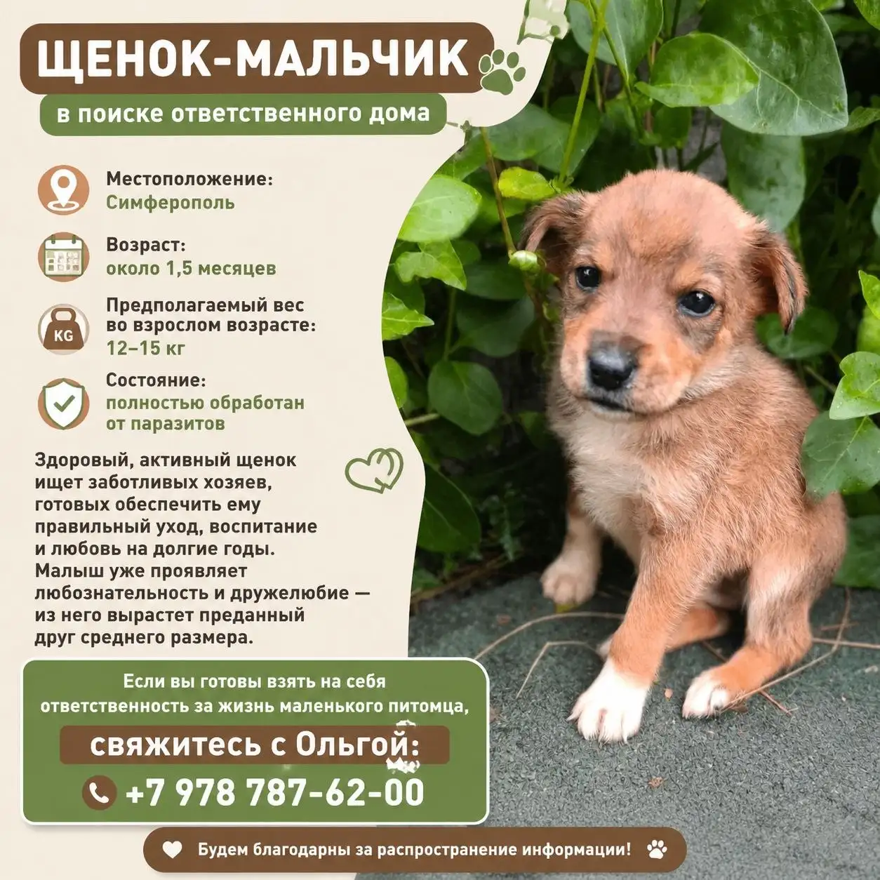 Возьмите котят в добрые руки - Котята (Животные) в Симферополь