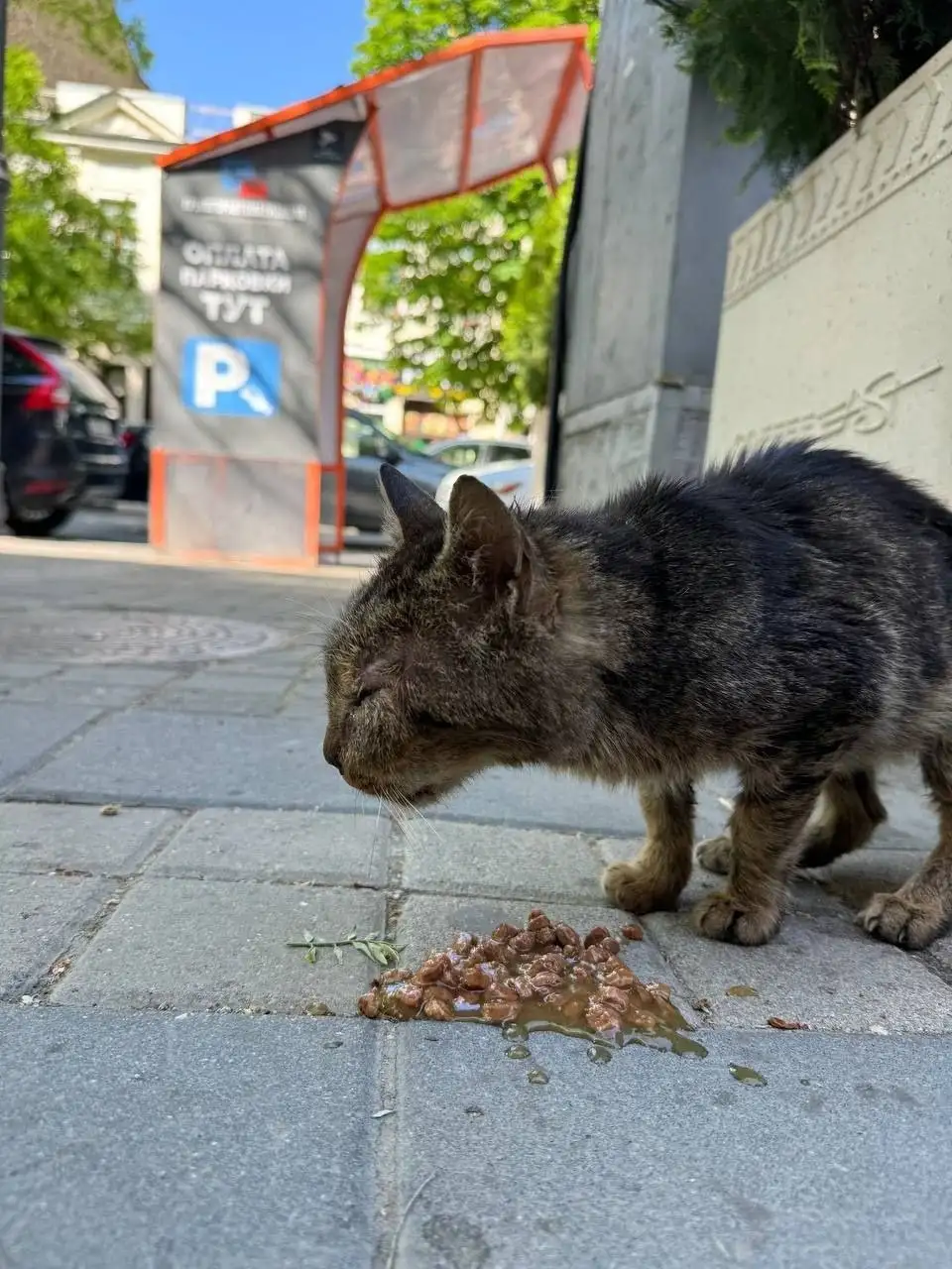 Пропавший кот найден, нужен дом - Кошки (Животные) в Симферополь
