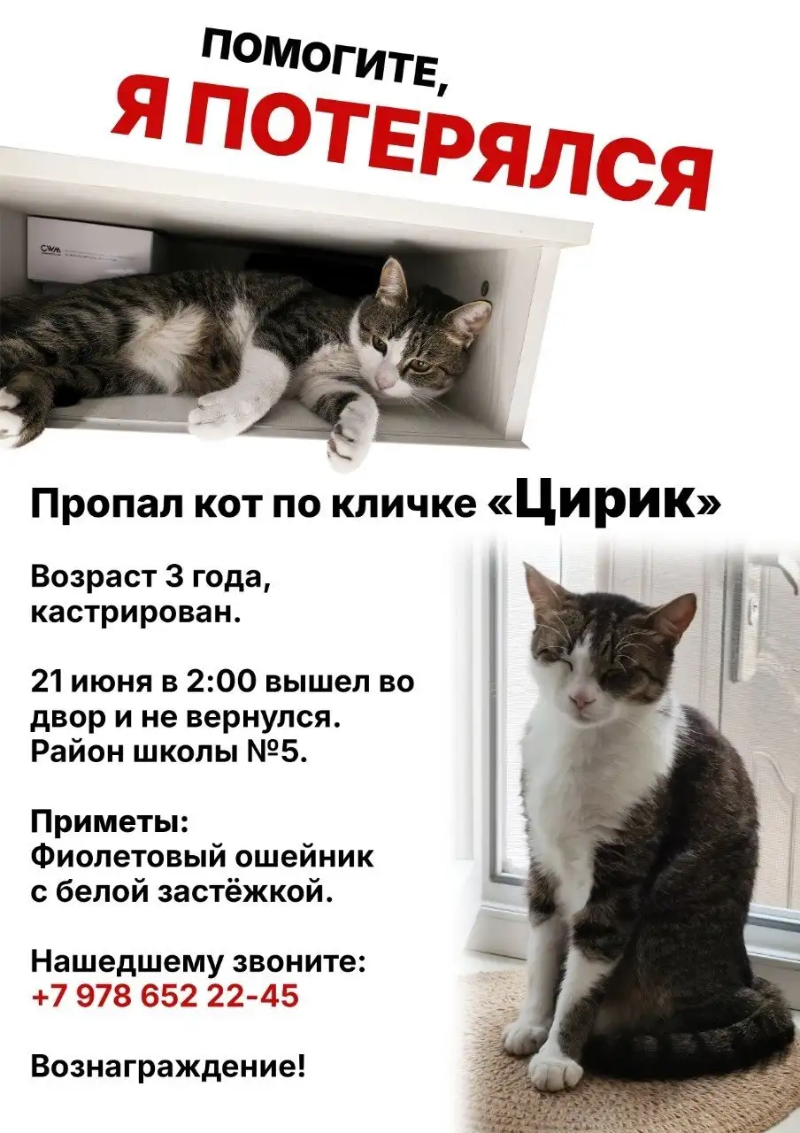Потерялся кот в районе школы №5 - Животные в Симферополь