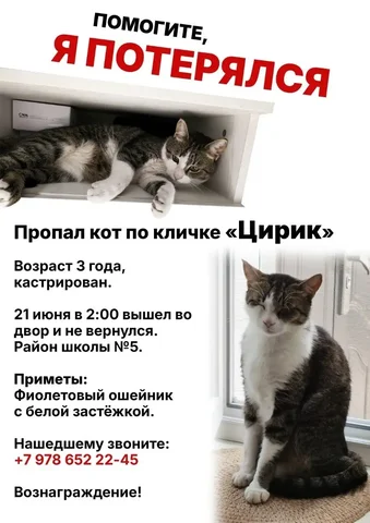 Потерялся кот в районе школы №5 - Котята в Симферополь