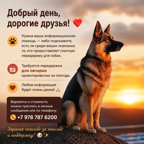 Ищу передержку для овчарки на полгода - Кофейня в Симферополь