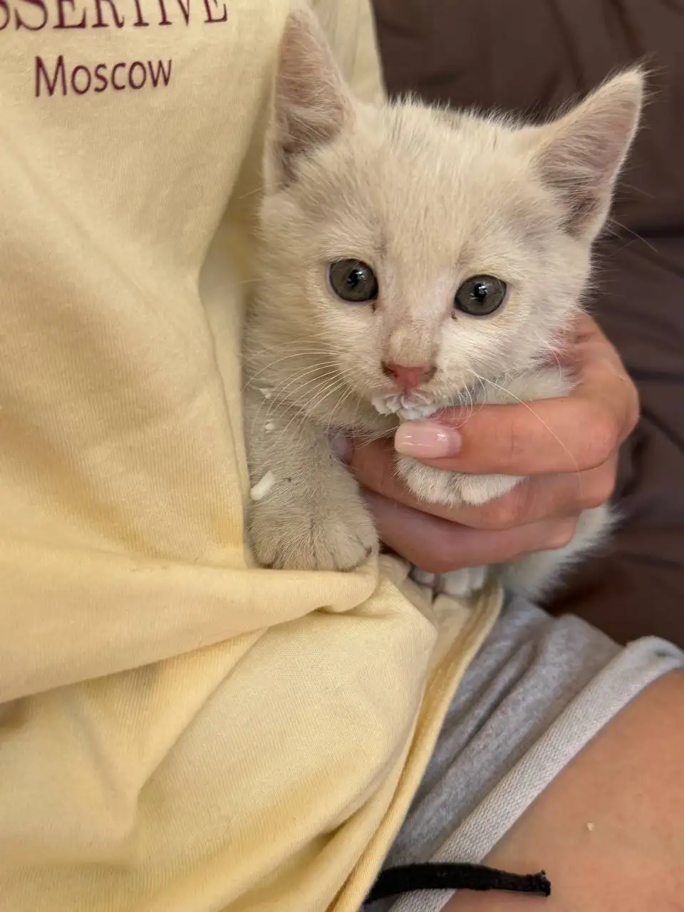 Отдам котенка в добрые руки - Кошки (Животные) в Симферополь