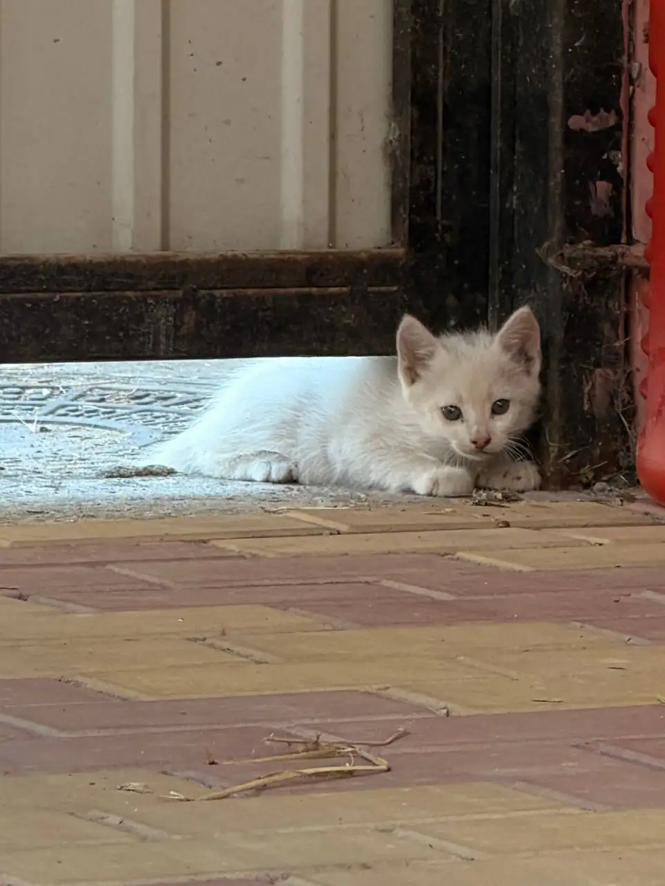 Отдам котенка в добрые руки - Кошки (Животные) в Симферополь