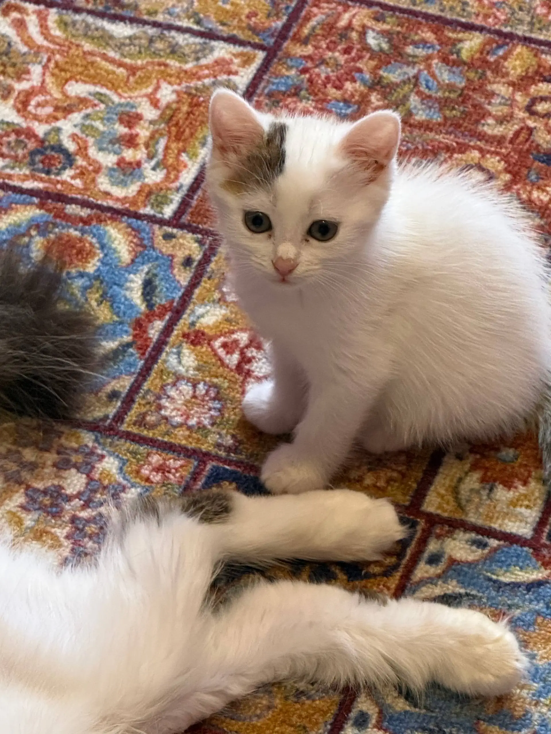 Котята ищут дом - Кошки (Животные) в Симферополь