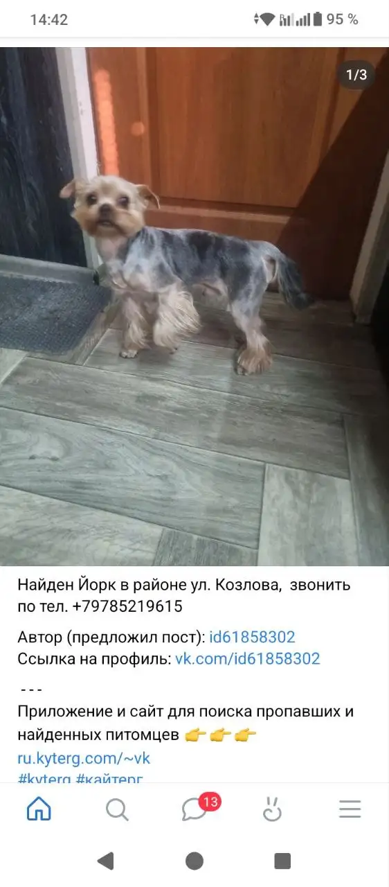 Найдена собака: помощь в поиске хозяев - Потеряшки (Животные) в Симферополь