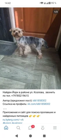 Найдена собака: помощь в поиске хозяев - Потерянные и найденные животные в Симферополь