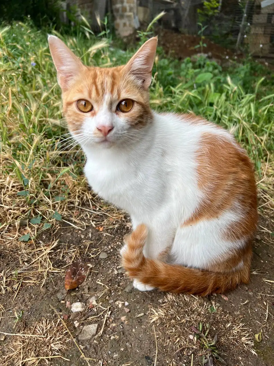 Котенок подросток ищет дом - Кошки (Животные) в Симферополь
