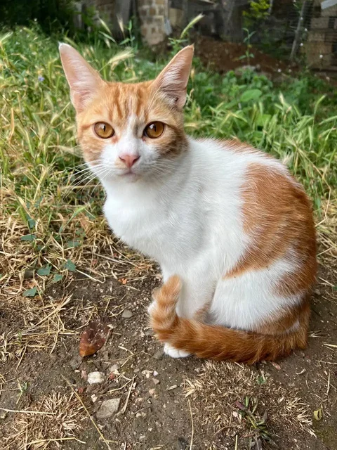 Котенок подросток ищет дом - Потерянные и найденные животные в Симферополь