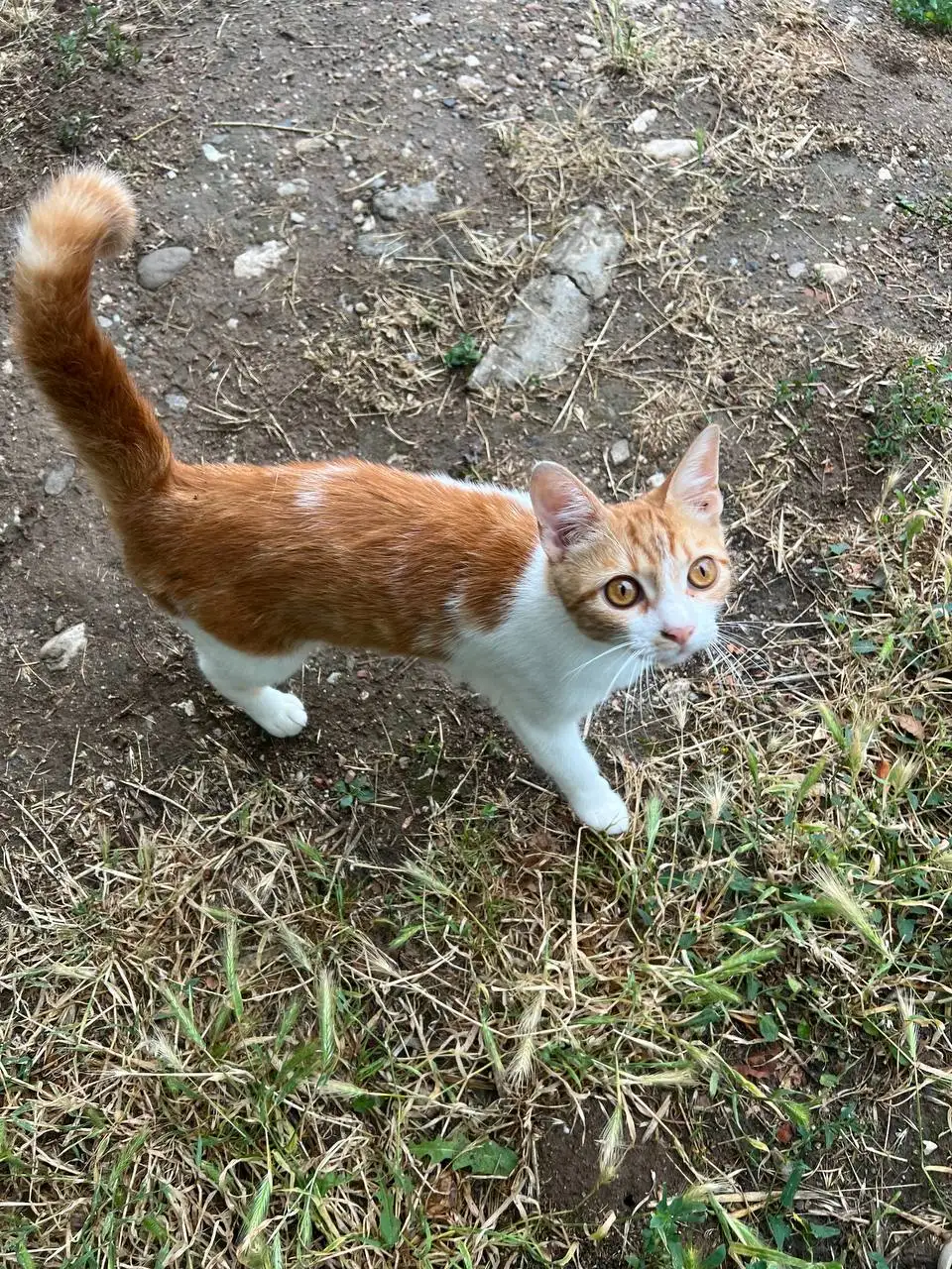 Котенок подросток ищет дом - Кошки (Животные) в Симферополь