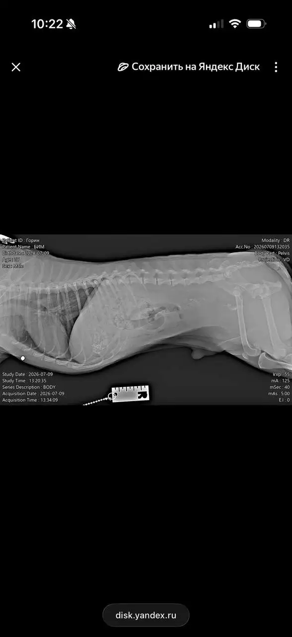 Сбор на лечение щенка со переломом бедра - Животные в Симферополь