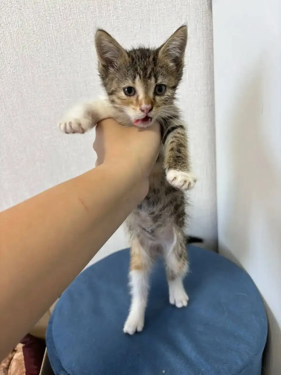 Срочно! Пять крошечных котят ищут дом - Кошки (Животные) в Симферополь