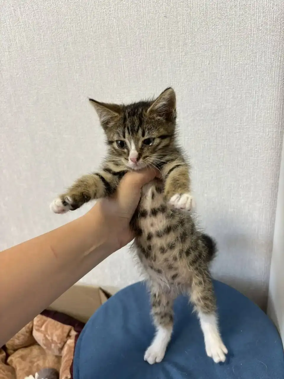 Срочно! Пять крошечных котят ищут дом - Кошки (Животные) в Симферополь