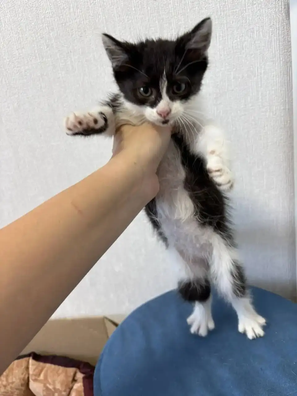 Срочно! Пять крошечных котят ищут дом - Кошки (Животные) в Симферополь