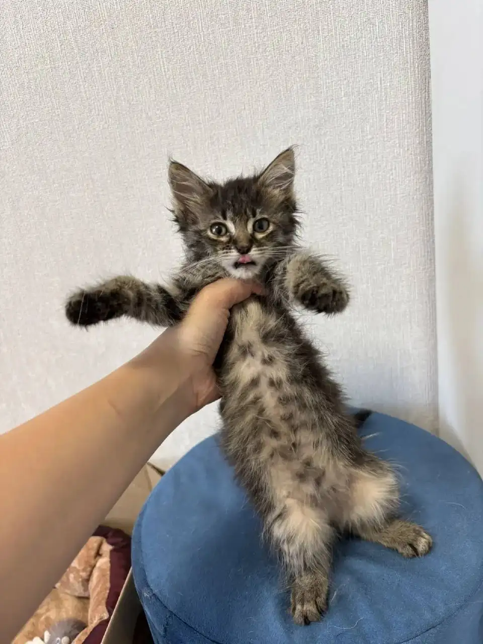 Срочно! Пять крошечных котят ищут дом - Кошки (Животные) в Симферополь