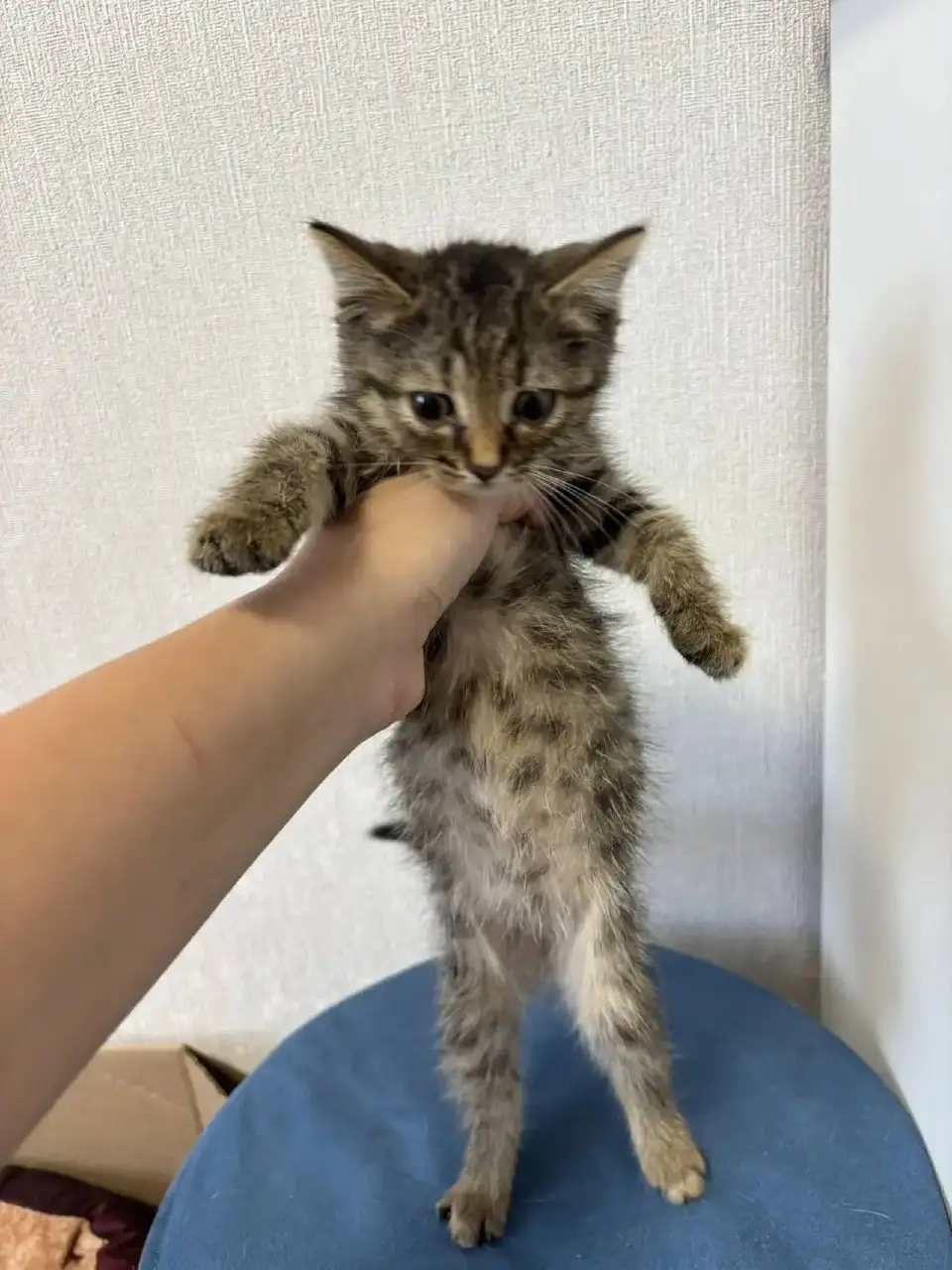 Срочно! Пять крошечных котят ищут дом - Кошки (Животные) в Симферополь