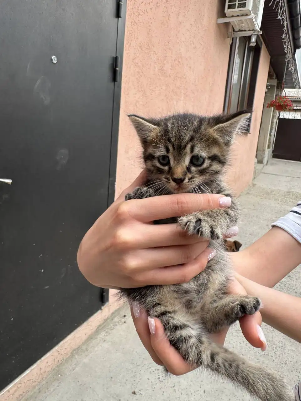 Помощь бездомной кошке с котятами в Симферополе - Котята (Животные) в Симферополь