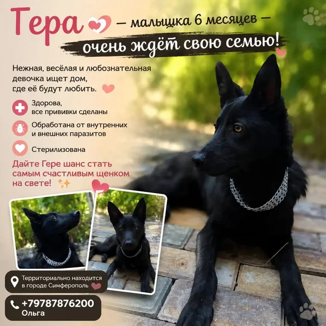 Наши девочки очень хотят стать домашними - Отдам в добрые руки в Симферополь