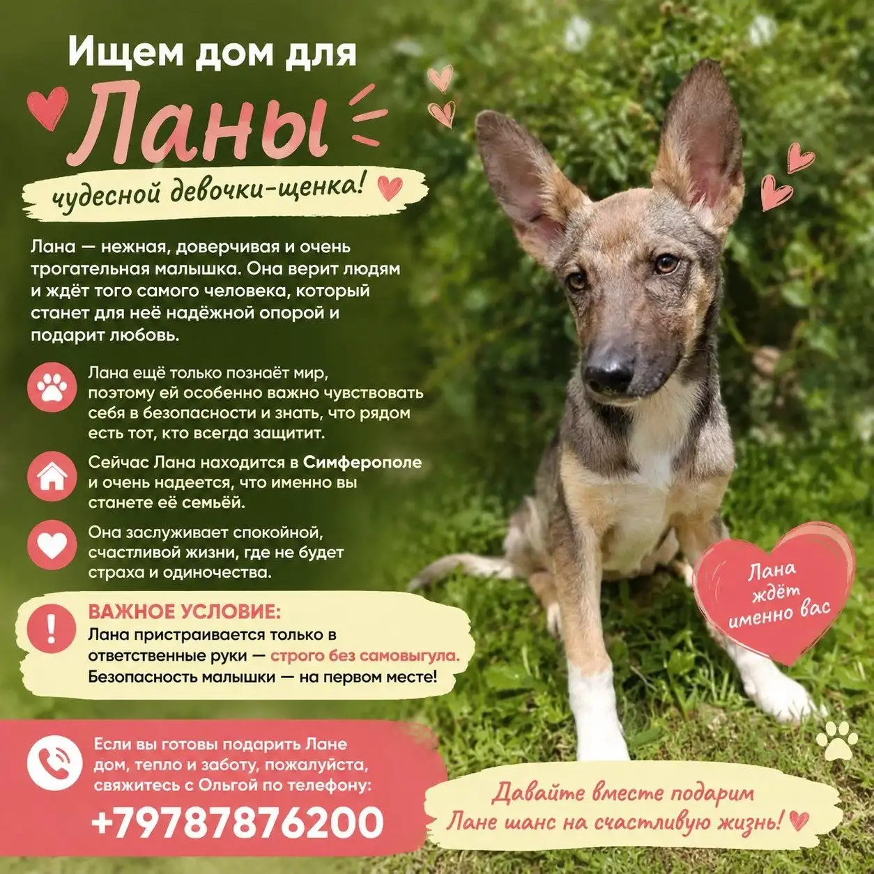 Наши девочки очень хотят стать домашними - Пристройство животных (Животные) в Симферополь