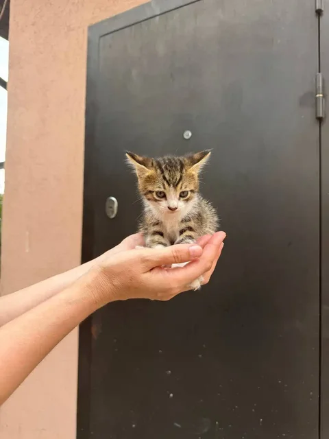 Отдам котят в добрые руки - Кошки в Симферополь