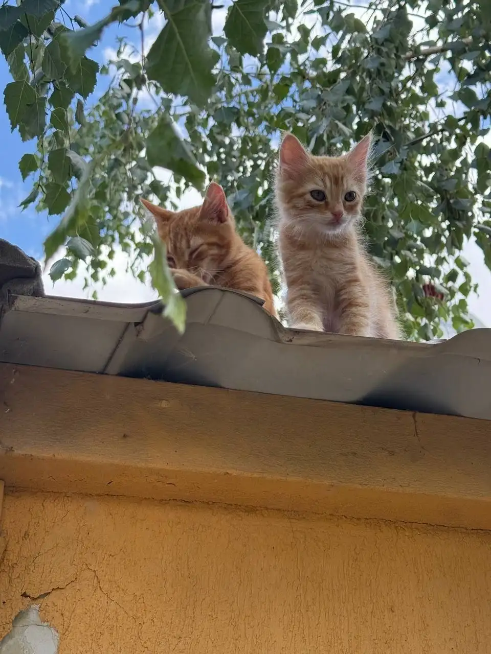Рыжие котята в добрые руки - Кошки (Животные) в Симферополь