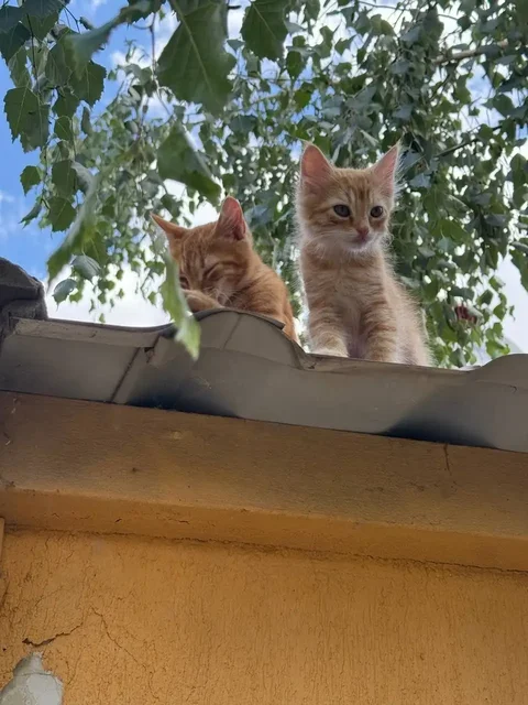 Рыжие котята в добрые руки - Кошки в Симферополь