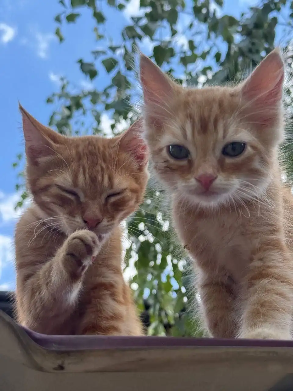 Рыжие котята в добрые руки - Кошки (Животные) в Симферополь