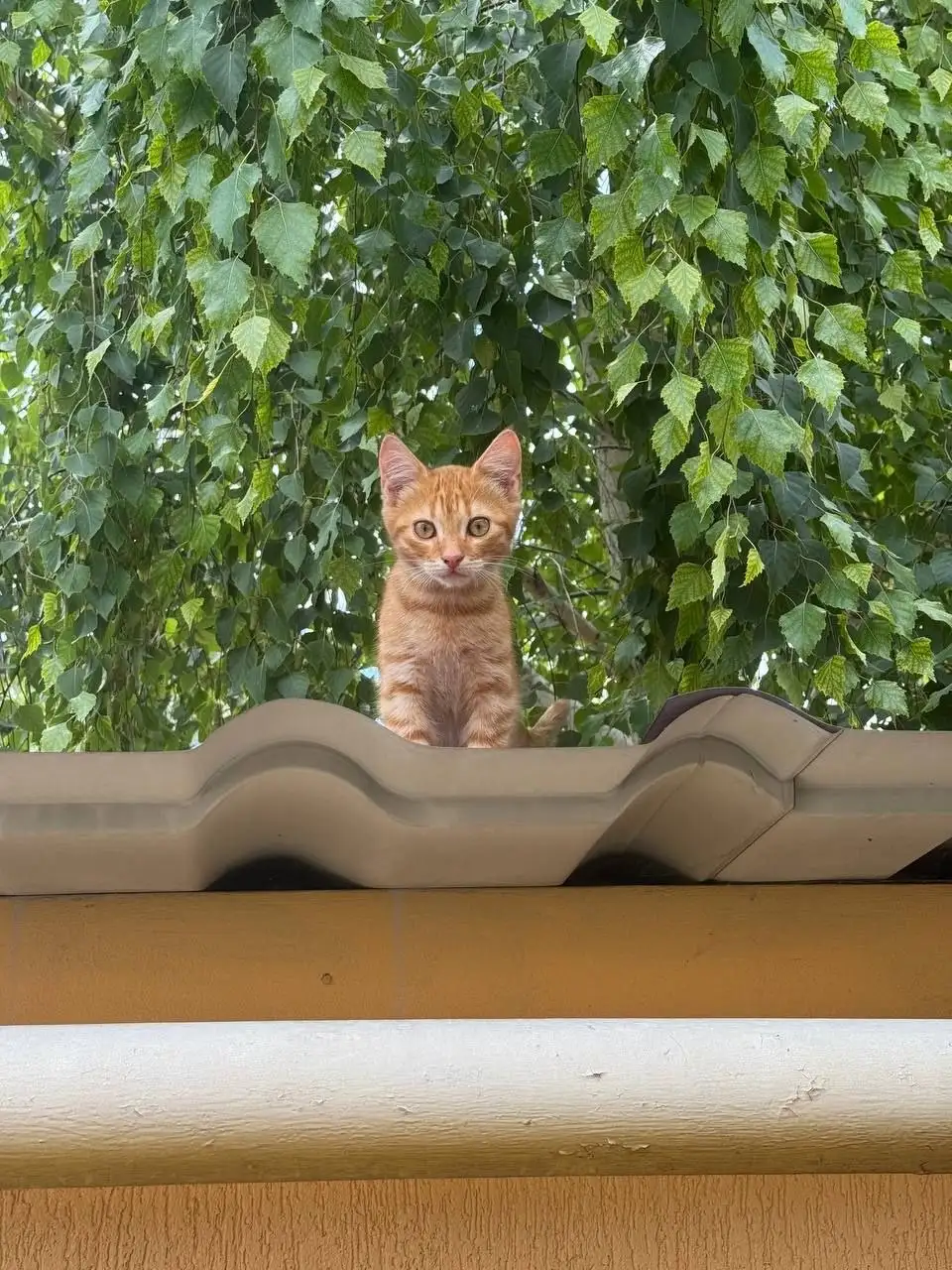 Рыжие котята в добрые руки - Кошки (Животные) в Симферополь
