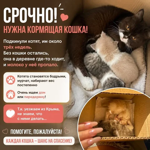 Кошки - Отдам в добрые руки в Симферополь
