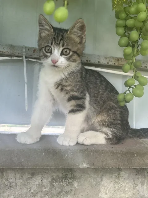 Котята в добрые руки - Отдам в добрые руки в Симферополь