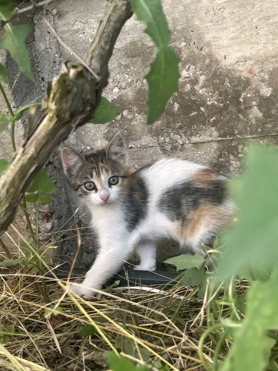 Котята в добрые руки - Кошки (Животные) в Симферополь