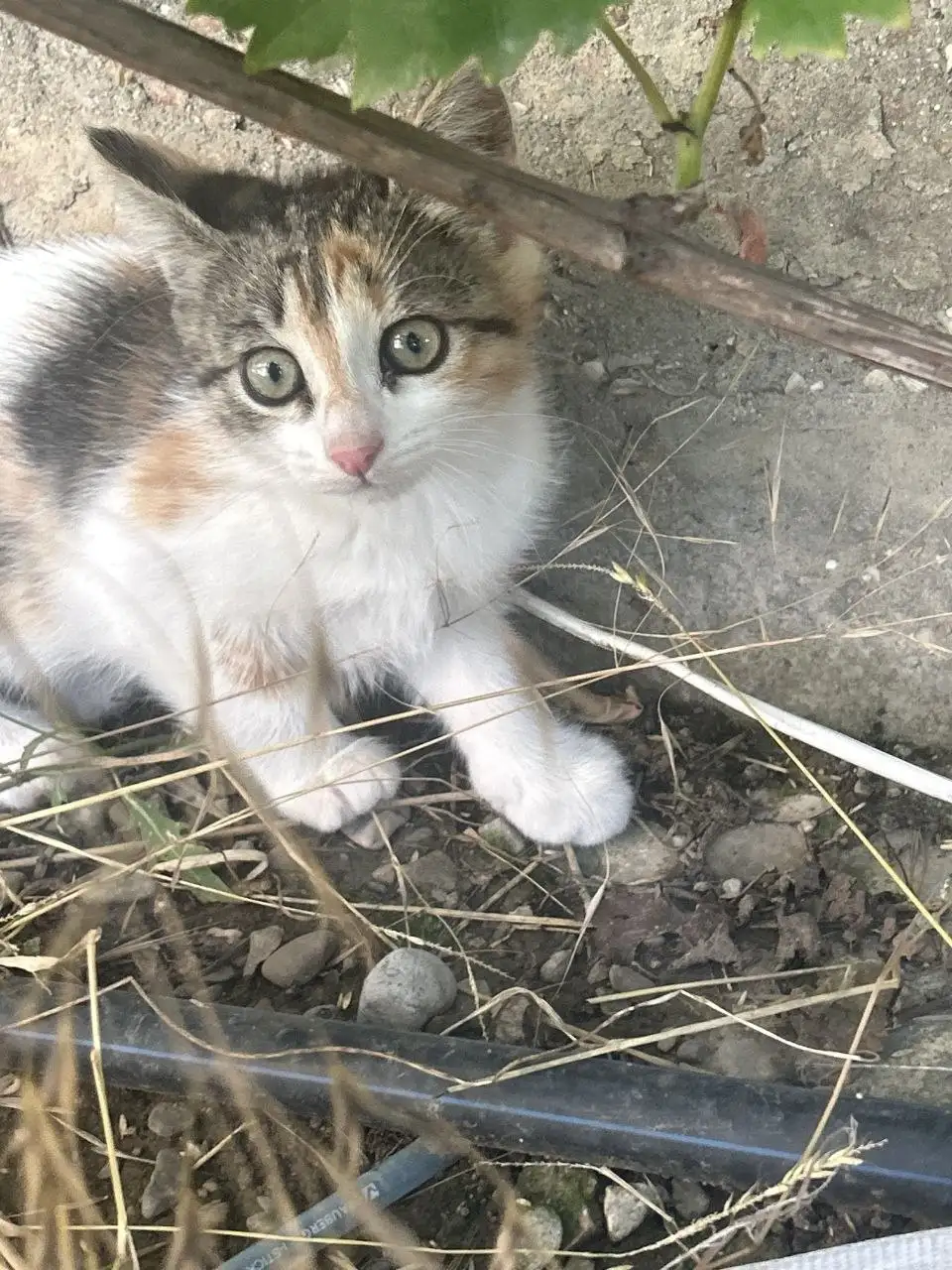 Котята в добрые руки - Кошки (Животные) в Симферополь