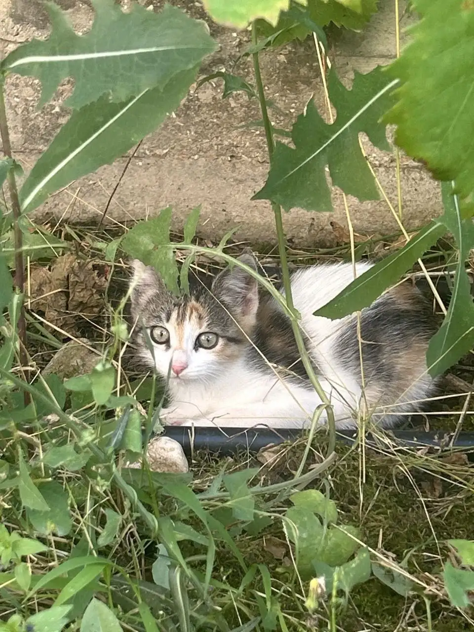 Котята в добрые руки - Кошки (Животные) в Симферополь
