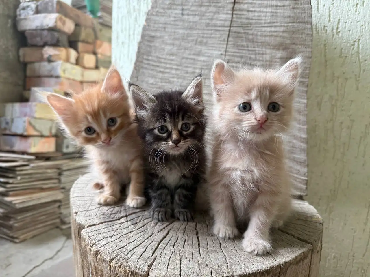 Котята 1,2 месяца ласковые ручные в Симферополе - Кошки (Животные) в Симферополь