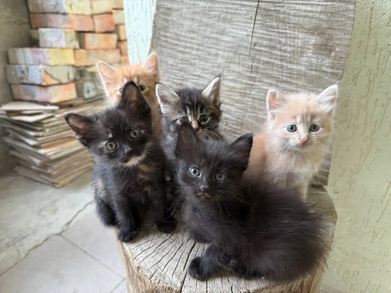 Котята 1,2 месяца ласковые ручные в Симферополе - Кошки (Животные) в Симферополь