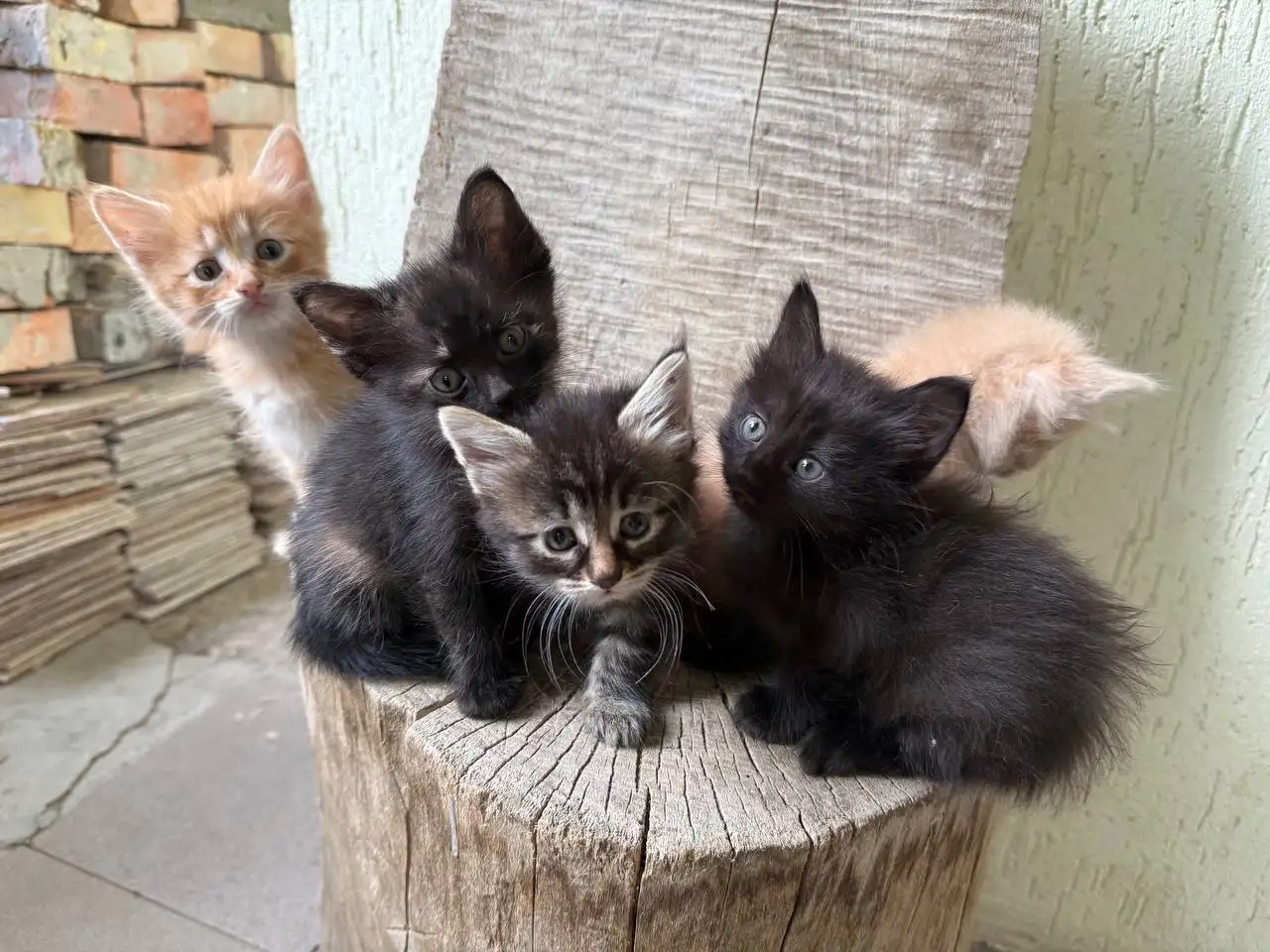 Котята 1,2 месяца ласковые ручные в Симферополе - Кошки (Животные) в Симферополь