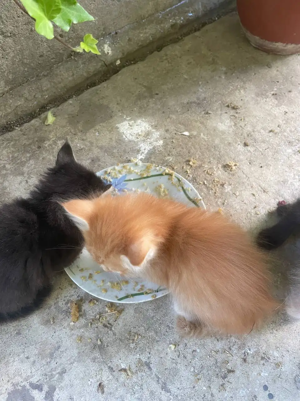 Котята 1,2 месяца ласковые ручные в Симферополе - Кошки (Животные) в Симферополь