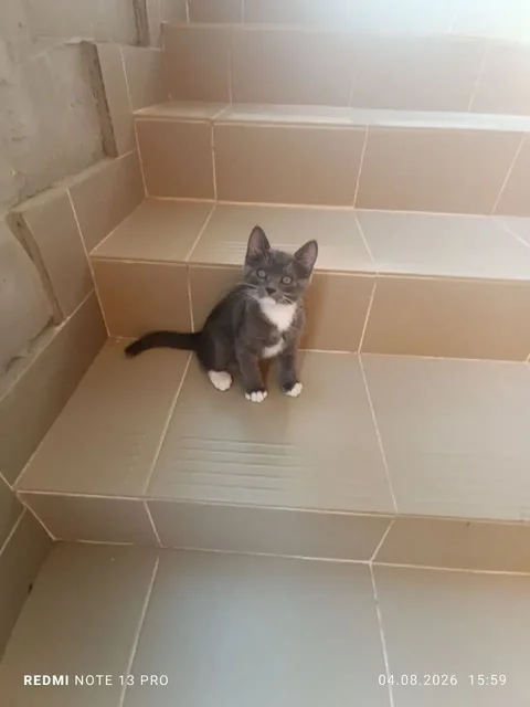 Котенок Курильский бобтейл в добрые руки - частное объявление в Симферополь