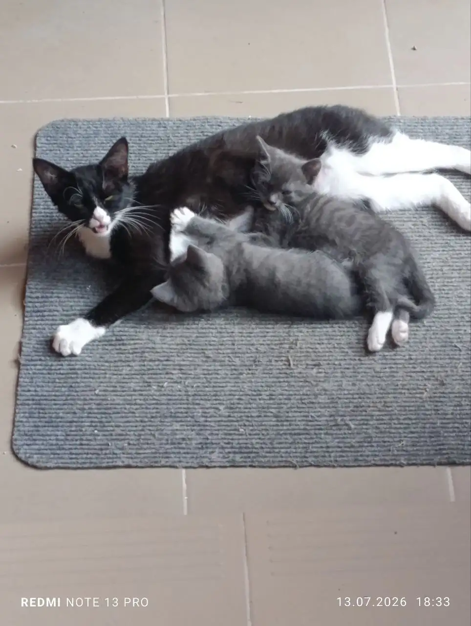 Котенок Курильский бобтейл в добрые руки - Кошки (Животные) в Симферополь